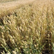Озима пшениця Сорт Мулан фото