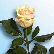 Розы Талеа