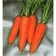 Семена моркови “Королева осени“ фото