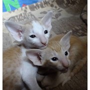 Кошки ориентальные и сиамские фото