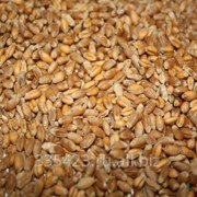 Пшеница кормовая фото