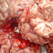 Мозг говяжий | ООО Агропродукт