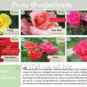 Саженцы роз флорибунда фото
