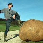 Посадочный картофель из Чернигова фото