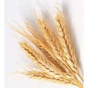 Пшеница золотая фото
