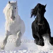 Фотосъемка на лошадях Love Story для двоих фото