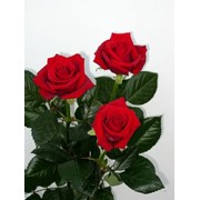 Розы Пейшен фото