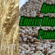 Насіння ярої пшениці Рання 93