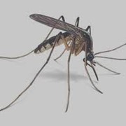 Борьба с комарами фото