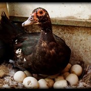 Инкубационные яйца фото