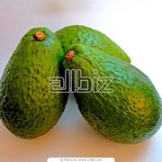 Авокадо Tray Голландия фото