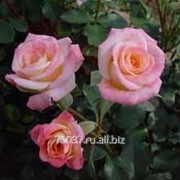 Роза cremita фото