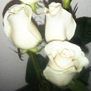 Розы белые Амелия фото