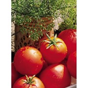 Семена томатов Баллада фото