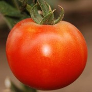 Семена томатов ПЬЕТРО F1 250 сем.
