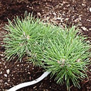 Сосна горная Piggelmee (Pinus mugo 'Piggelmee')