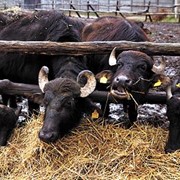 Разведения крупного рогатого скота