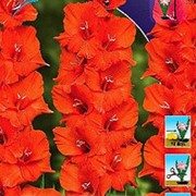 ГЛАДИОЛУС РОУЗБИ РЕД (ROSIEBEE RED) фото