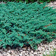 Можжевельник горизонтальный Блу Чип (Juniperus hor. 'Blue Chip') фото