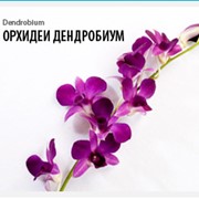 Орхидеи Дендробиум (Dendrobium) фотография