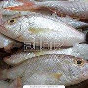 Рыба свежая фото