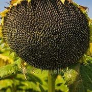 Семена подсолнечника сорт Казачий рс1 фото