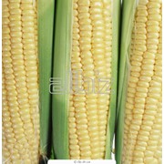 Пшеница, кукуруза, подсолнечник