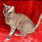 Котята редкой породы кошек с кудрявой шерстью уральский рекс