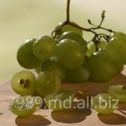 Виноград в Кишиневе фотография