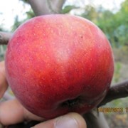 Саженцы яблонь Коротконіжка фото