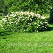 Рябина Головина или берека Sorbus Torminalis 40-60