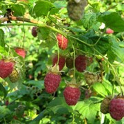 Малина Rubus Odoratus 50-70 1sh