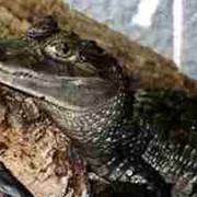 Крокодил каймановый 120см фотография