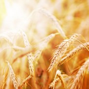 Экспорт фуражной пшеницы на условиях FOB,SIF порты России и Украины