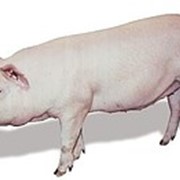 Гибрид F1 YL/LY скрещиваются две белые породы свиней