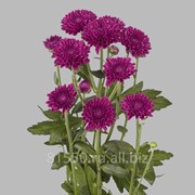 Луковица цветочных культур Lollipop Purple