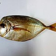 Рыба холодного копчения в ассортименте фото