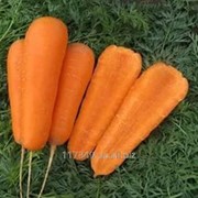 Семена моркови, Боливар F1, производитель: Clause, France (упаковка 100,000сем)