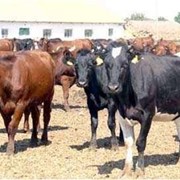 Meat of bovine animals