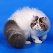 Кот персидский фото