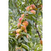 Персики редхэвен в Молдове фото
