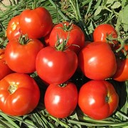 Семена томатов Имран F1 | Imran