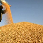 Ячмень,пшеница,кукуруза. фото