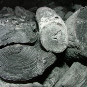 Уголь древесный буковый фотография