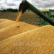 Кукуруза фуражная. Кукуруза на экспорт.