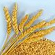 Переработка зерна пшеницы фото