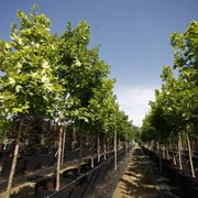 Крупномерные деревья по системе air-pot фото