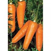 Семена моркови Редко F1 5 г фотография