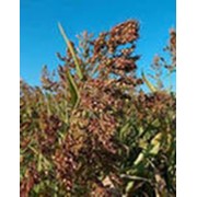 Семена суданской травы Приобская-97