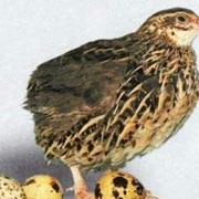 Разведение перепелов фото